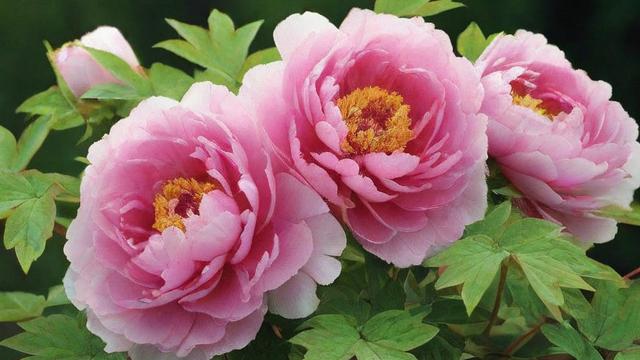牡丹花的寓意解析：从传统文化到现代价值的演变