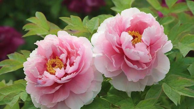牡丹花的寓意解析:从传统文化到现代价值的演变 第2张 牡丹花的寓意解析:从传统文化到现代价值的演变 第2张