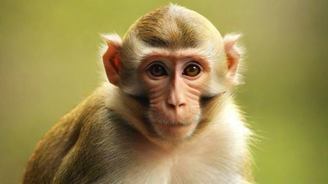 属猴哪一年出生:详解属猴年份及性格特点对生活的深远影响 第2张 属猴哪一年出生:详解属猴年份及性格特点对生活的深远影响 第2张