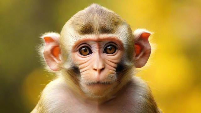 属猴哪一年出生:详解属猴年份及性格特点对生活的深远影响 第3张 属猴哪一年出生:详解属猴年份及性格特点对生活的深远影响 第3张