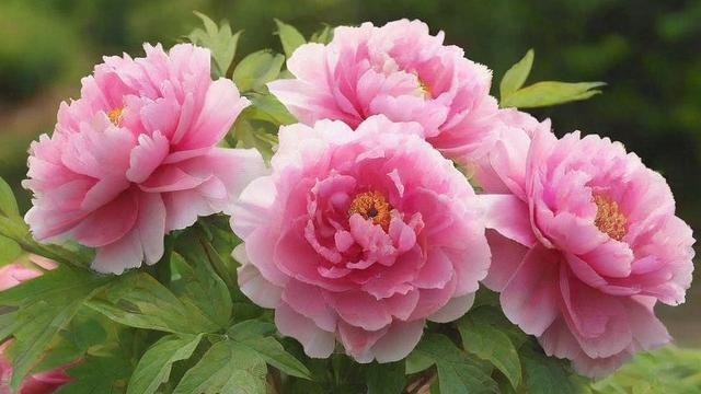 春天开哪些花？详解春季花卉种类与庭院搭配技巧
