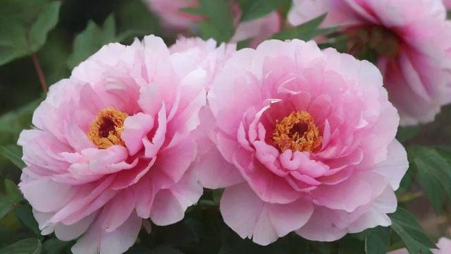 春天开哪些花?详解春季花卉种类与庭院搭配技巧 第3张 春天开哪些花?详解春季花卉种类与庭院搭配技巧 第3张