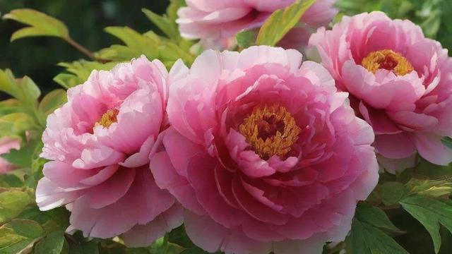 春天开哪些花?详解春季花卉种类与庭院搭配技巧 第4张 春天开哪些花?详解春季花卉种类与庭院搭配技巧 第4张