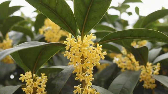 桂花有几种？详解四大主要品种及常见变种，助你选对种植品种