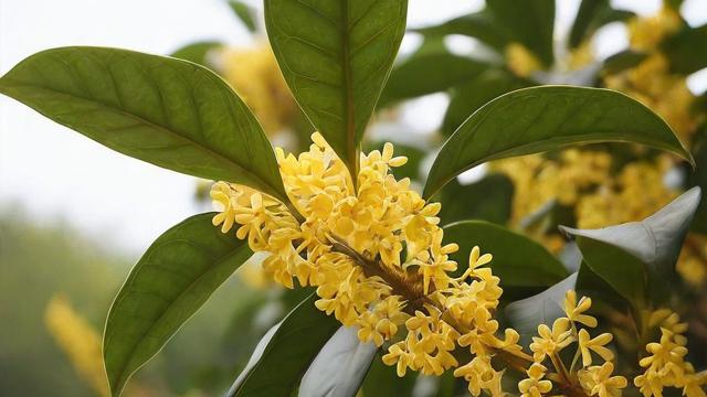 桂花有几种?详解四大主要品种及常见变种,助你选对种植品种 第2张 桂花有几种?详解四大主要品种及常见变种,助你选对种植品种 第2张