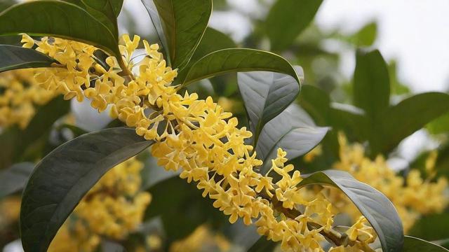 桂花有几种?详解四大主要品种及常见变种,助你选对种植品种 第3张 桂花有几种?详解四大主要品种及常见变种,助你选对种植品种 第3张