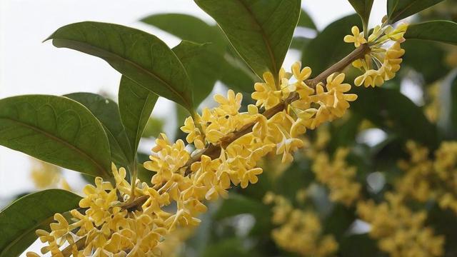 桂花有几种?详解四大主要品种及常见变种,助你选对种植品种 第4张 桂花有几种?详解四大主要品种及常见变种,助你选对种植品种 第4张