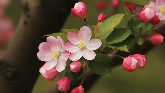 海棠花寓意解析：从传统文化到现代象征的全面解读  第2张