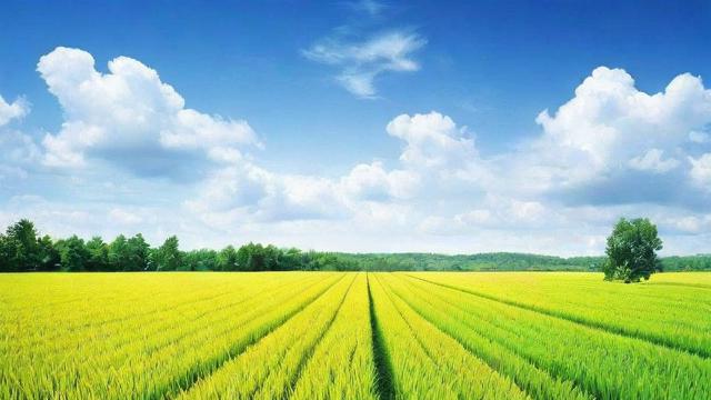 一亩地怎么算?全面解析亩的换算方法与实际应用场景 第1张 一亩地怎么算?全面解析亩的换算方法与实际应用场景 第1张