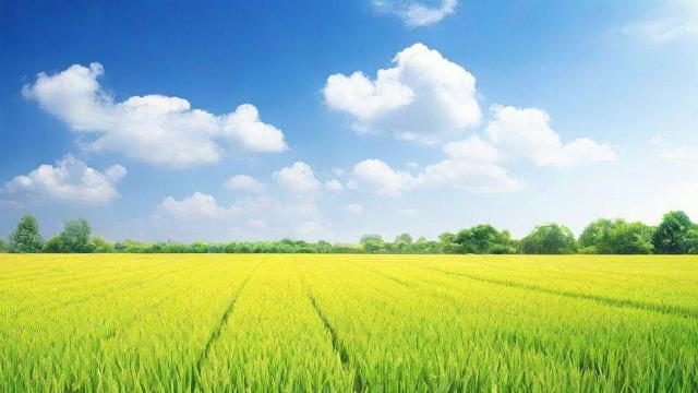 一亩地怎么算?全面解析亩的换算方法与实际应用场景 第2张 一亩地怎么算?全面解析亩的换算方法与实际应用场景 第2张
