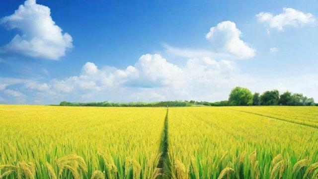 一亩地怎么算?全面解析亩的换算方法与实际应用场景 第3张 一亩地怎么算?全面解析亩的换算方法与实际应用场景 第3张