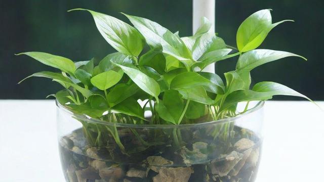 水里的植物:种类、功能及室内养殖技巧全解析 第2张 水里的植物:种类、功能及室内养殖技巧全解析 第2张
