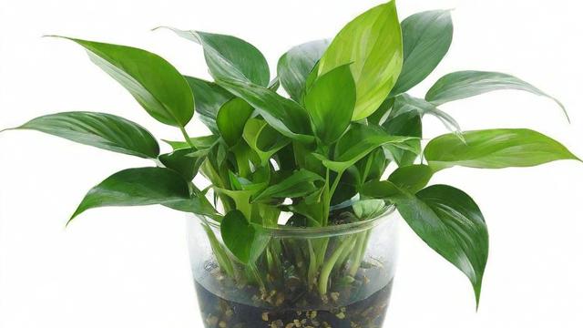 水里的植物:种类、功能及室内养殖技巧全解析 第3张 水里的植物:种类、功能及室内养殖技巧全解析 第3张