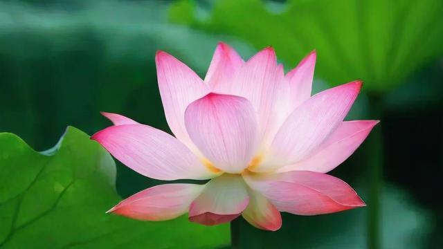 莲花的寓意解析:从文化象征到现代生活中的应用 第2张 莲花的寓意解析:从文化象征到现代生活中的应用 第2张