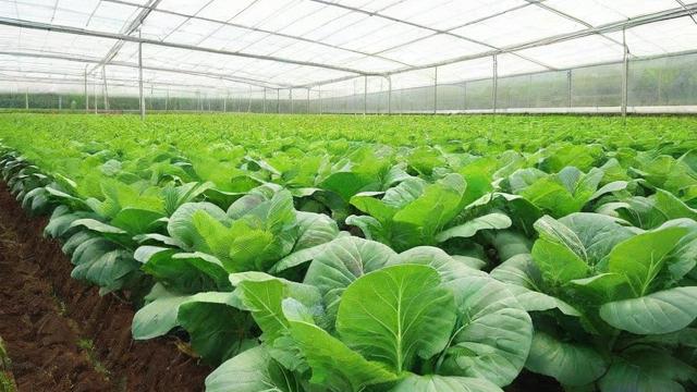 大棚蔬菜种植技术与未来趋势全解析 提高产量品质的秘诀 第2张 大棚蔬菜种植技术与未来趋势全解析 提高产量品质的秘诀 第2张