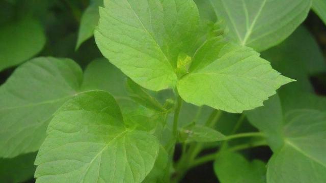 什么是植物：全面解析植物定义、结构、功能及与人类的关系  第1张