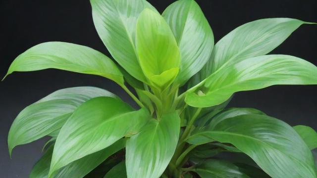 什么是植物：全面解析植物定义、结构、功能及与人类的关系  第2张