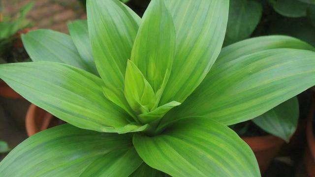 什么是植物：全面解析植物定义、结构、功能及与人类的关系  第3张