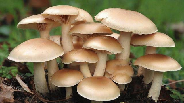 蘑菇的种类大揭秘：从食用到药用，全面了解蘑菇的世界