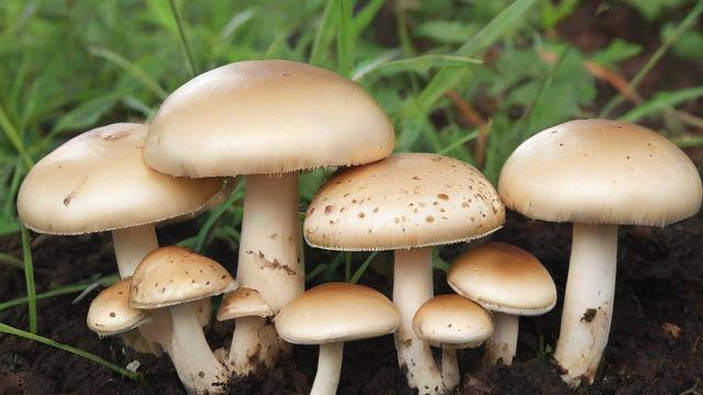 探索蘑菇的品种及其栽培技巧,了解香菇、平菇、金针菇和灵芝的价值 第2张 探索蘑菇的品种及其栽培技巧,了解香菇、平菇、金针菇和灵芝的价值 第2张
