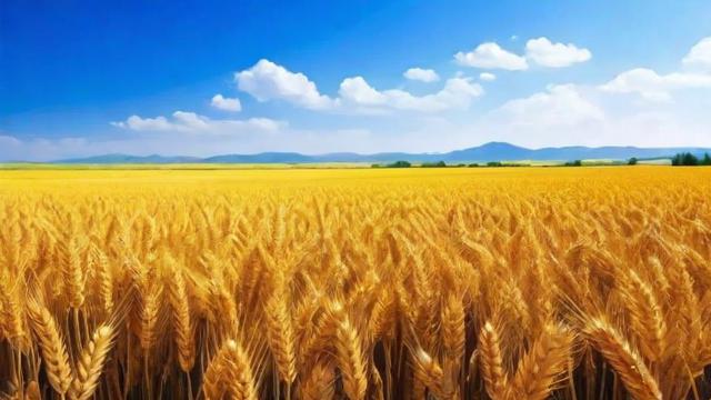 青稞是什么及其营养价值与现代应用全面解析