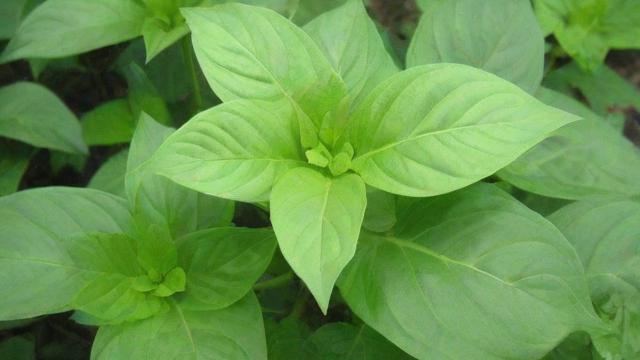 植物的作用全解析：从生态到生活，提升环境与健康的秘密武器  第2张