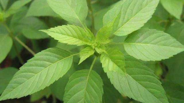 植物的作用全解析：从生态到生活，提升环境与健康的秘密武器  第3张