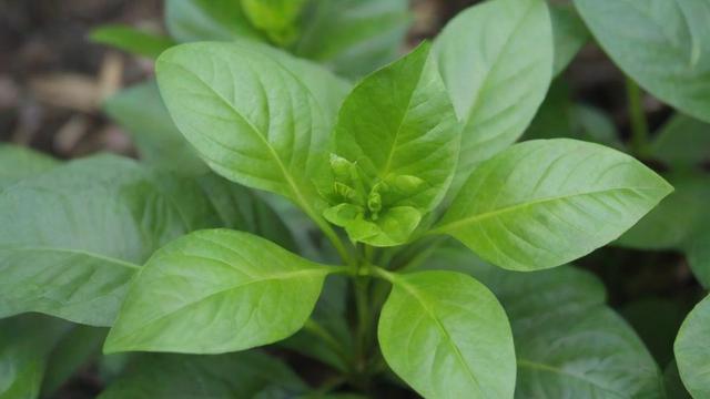 高效查询植物的资料：数据库、图鉴及下载应用全攻略