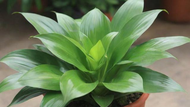 高效查询植物的资料:数据库、图鉴及下载应用全攻略 第2张 高效查询植物的资料:数据库、图鉴及下载应用全攻略 第2张