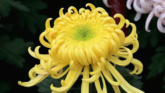菊花是什么意思：全面解析菊花的文化内涵、种类与用途