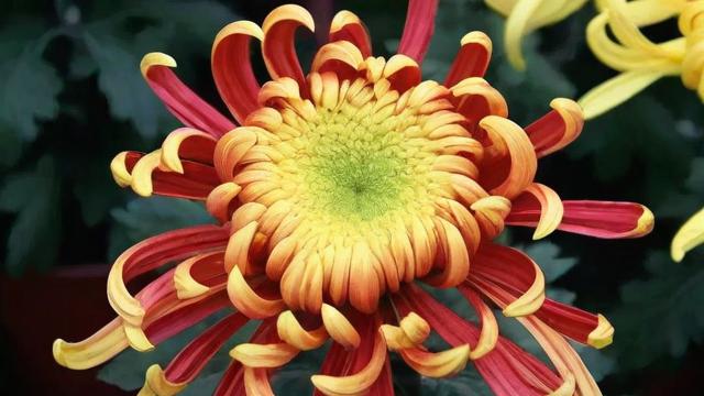 菊花是什么意思:全面解析菊花的文化内涵、种类与用途 第2张 菊花是什么意思:全面解析菊花的文化内涵、种类与用途 第2张
