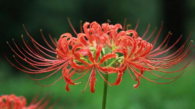 彼岸花是什么：全面解析彼岸花的植物学定义、外观特点及文化寓意