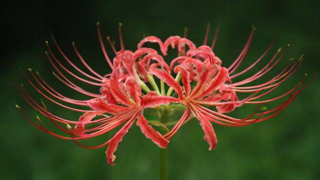 彼岸花是什么:全面解析彼岸花的植物学定义、外观特点及文化寓意 第2张 彼岸花是什么:全面解析彼岸花的植物学定义、外观特点及文化寓意 第2张