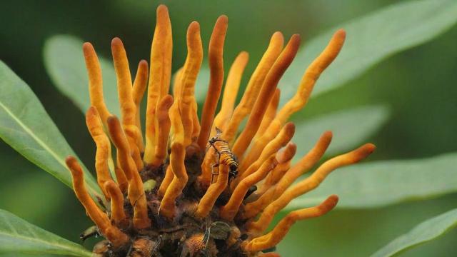 虫草花图片大全：高清图解虫草花生长过程与应用价值