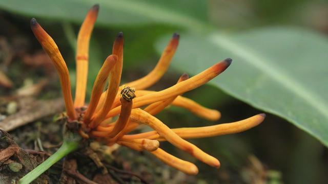 虫草花图片大全:高清图解虫草花生长过程与应用价值 第2张 虫草花图片大全:高清图解虫草花生长过程与应用价值 第2张