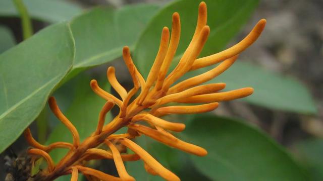 虫草花图片大全:高清图解虫草花生长过程与应用价值 第3张 虫草花图片大全:高清图解虫草花生长过程与应用价值 第3张