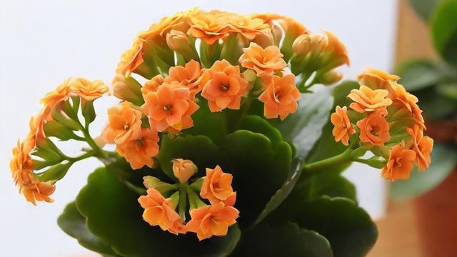 长寿花养殖技巧大全:从基础到进阶,让你的长寿花茁壮成长并开出美丽花朵 第2张 长寿花养殖技巧大全:从基础到进阶,让你的长寿花茁壮成长并开出美丽花朵 第2张