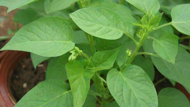 全面了解种子植物有哪些及其生态与应用价值