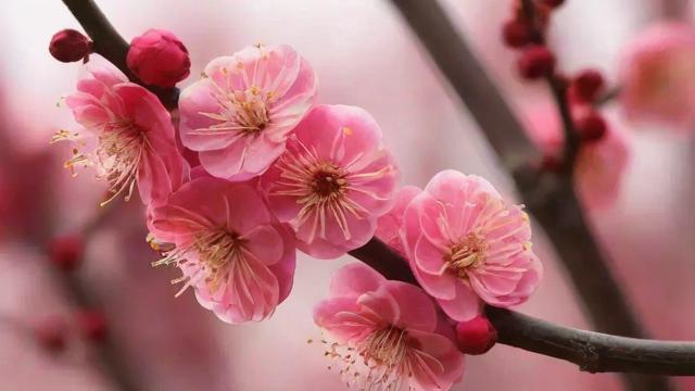 梅花的作用与价值：从生态、健康到文化经济的全面解析