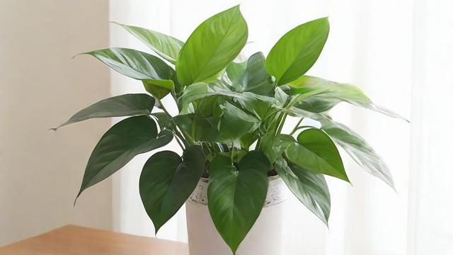 去甲醛植物排行榜:高效净化室内空气的五大植物推荐 第3张 去甲醛植物排行榜:高效净化室内空气的五大植物推荐 第3张