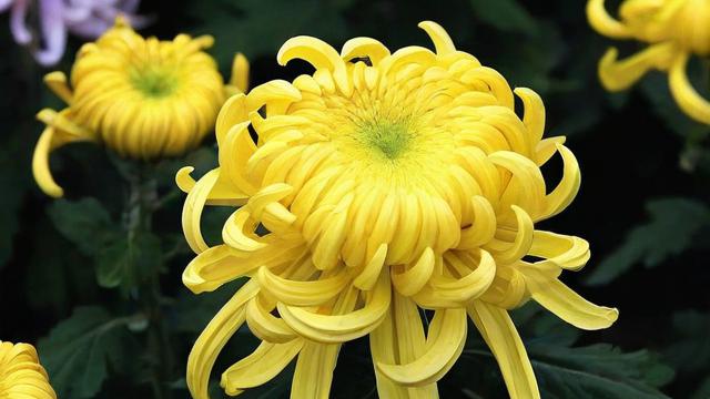 菊花的特点全解析：从基本特征到文化象征与经济价值