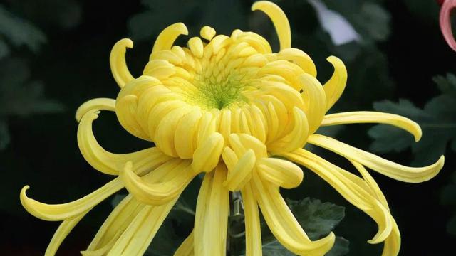 菊花的特点全解析:从基本特征到文化象征与经济价值 第2张 菊花的特点全解析:从基本特征到文化象征与经济价值 第2张