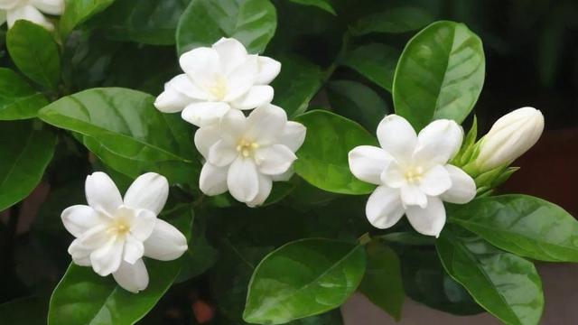 茉莉花品种大全：从园艺应用到文化传承的全面解析