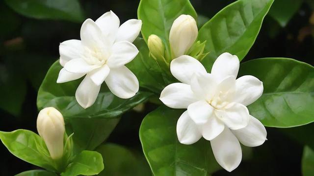 茉莉花品种大全:从园艺应用到文化传承的全面解析 第2张 茉莉花品种大全:从园艺应用到文化传承的全面解析 第2张