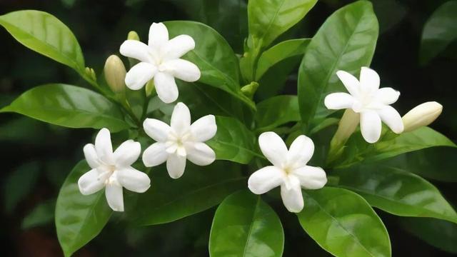 茉莉花品种大全:从园艺应用到文化传承的全面解析 第3张 茉莉花品种大全:从园艺应用到文化传承的全面解析 第3张