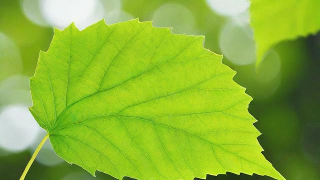 叶子的作用全解析：光合作用、呼吸作用及生态贡献