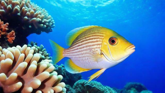 探索海洋奇迹:全面了解海鱼的种类与分布 第2张 探索海洋奇迹:全面了解海鱼的种类与分布 第2张