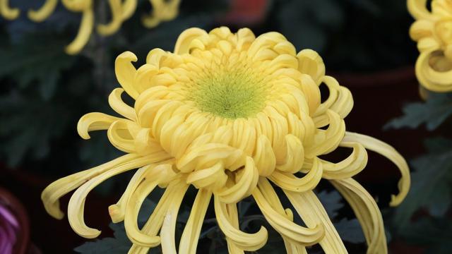 菊花是什么：全面了解菊花的种类、价值及种植技巧