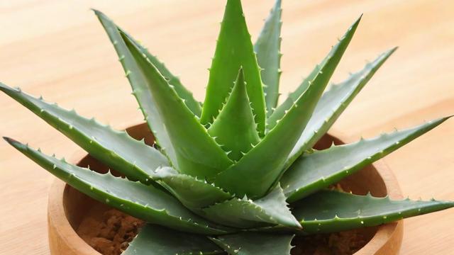 芦荟的用法全解析:美容护肤、健康饮食与家庭种植技巧 第3张 芦荟的用法全解析:美容护肤、健康饮食与家庭种植技巧 第3张