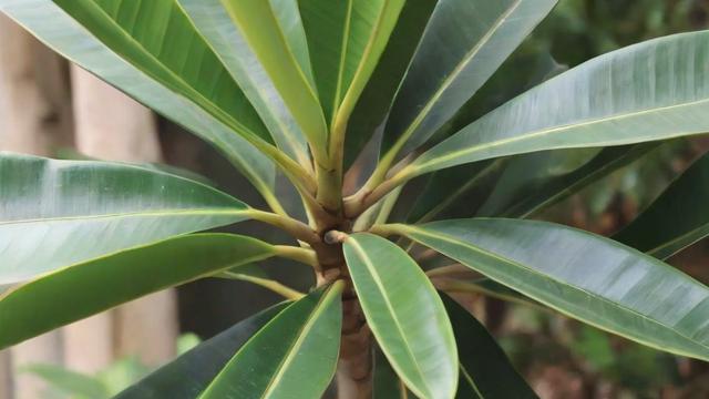 什么是槟榔：从植物特性到文化意义与健康风险全面解析  第2张